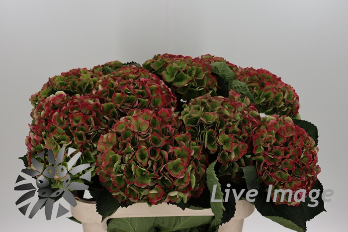 <h4>Hydrangea mag opal classic</h4>