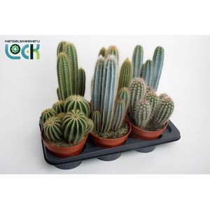 Cactus mix