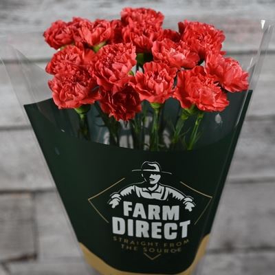 <h4>Dianthus ST 'Caroline'</h4>