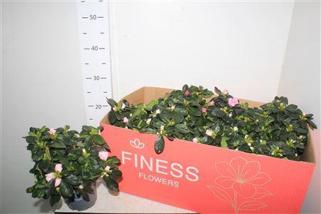 <h4>Rhodo Si Vogel Gem</h4>