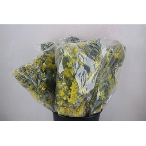 Mimosa Dennisbode Blooming P Bunch