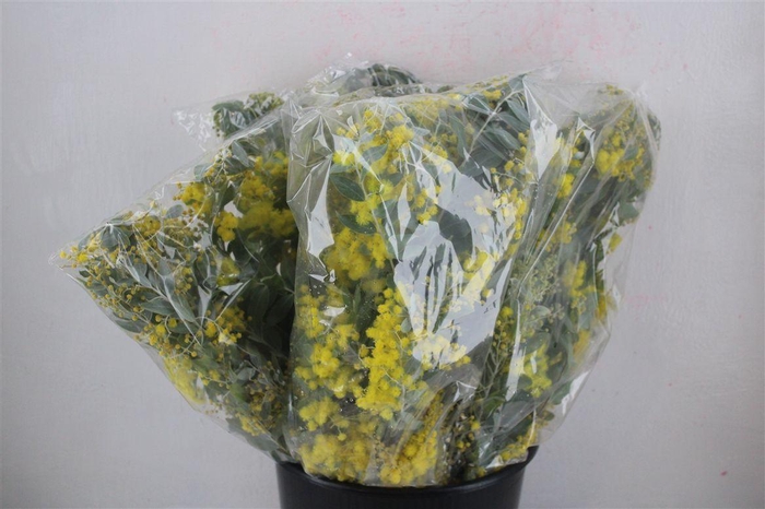 <h4>Mimosa Dennisbode Blooming P Bunch</h4>