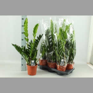 ZAMIO ZAMIIFOLIA