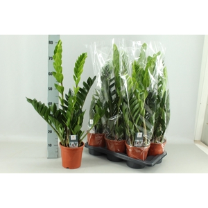 ZAMIO ZAMIIFOLIA
