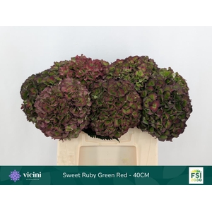 Hydrangea mag sweet ruby (classic)