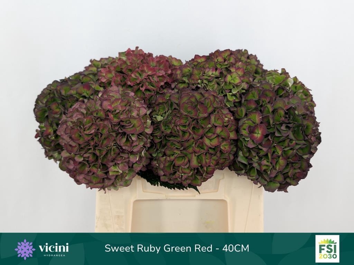 <h4>Hydrangea mag sweet ruby (classic)</h4>