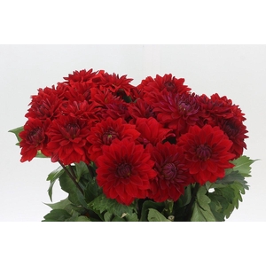 Dahlia Heatwave