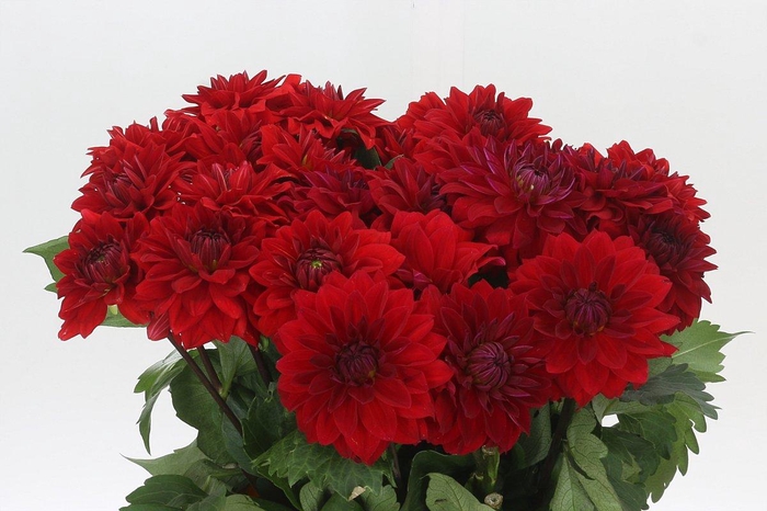 <h4>Dahlia Heatwave</h4>
