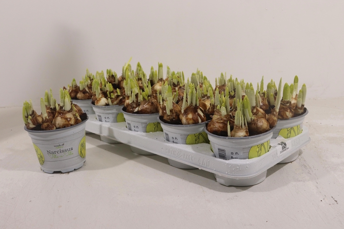 <h4>NARC O TETE A TETE</h4>