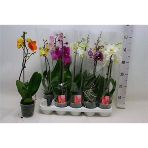 Phal Gem 1 Branche 6+