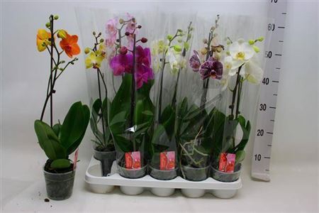 <h4>Phal Gem 1 Branche 6+</h4>