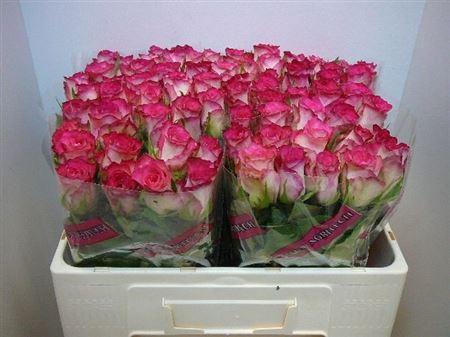 <h4>R Gr Double Date!</h4>