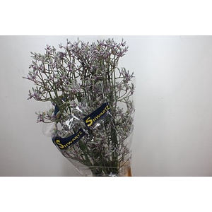 ANIGOZ LILAC QUEEN