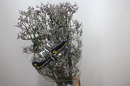 ANIGOZ LILAC QUEEN
