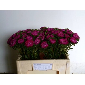 CALLIS MATS PINK