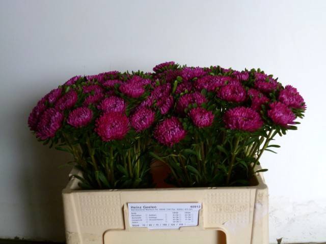 <h4>CALLIS MATS PINK</h4>