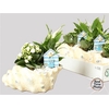Arr Kamerpl In Grote Schelp
