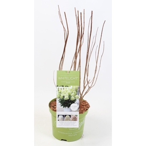 Hydrangea Paniculata (Gardenlight) Whitelight 17 cm