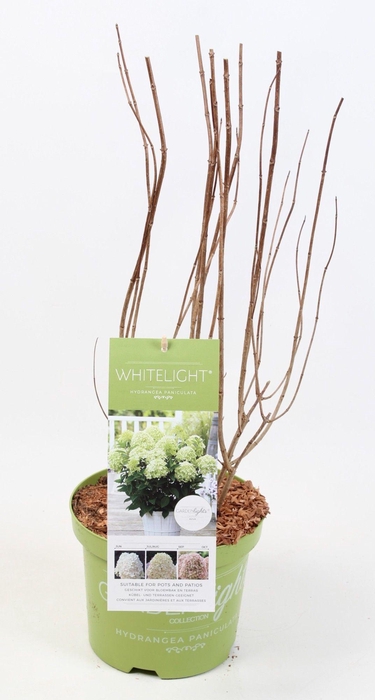 <h4>Hydrangea Paniculata (Gardenlight) Whitelight 17 cm</h4>