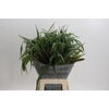 Grasses mix in bucket