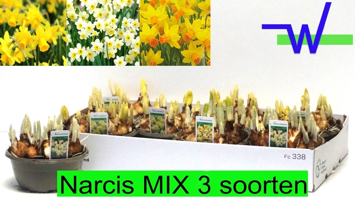 <h4>NARC GEM 3 SRT</h4>