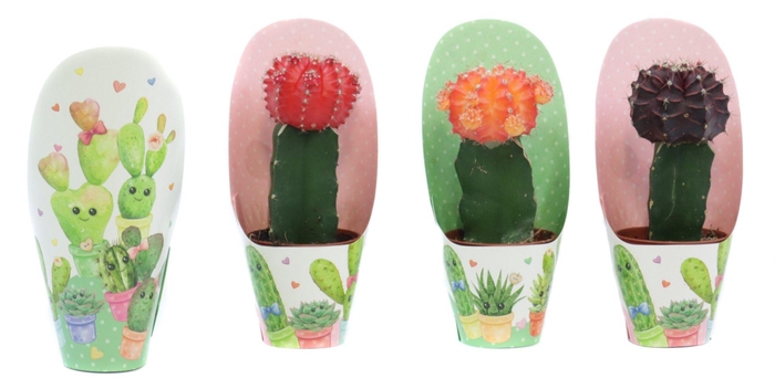 <h4>Cactus geent mix 5,5 cm in love potcover</h4>