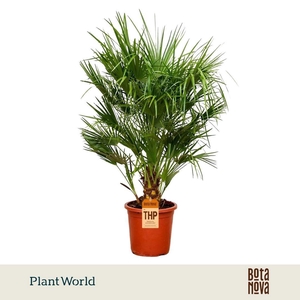 Chamaerops humilis / Eagle palm P30 160-170cm
