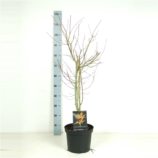 <h4>Acer palmatum 'Katsura' P26</h4>