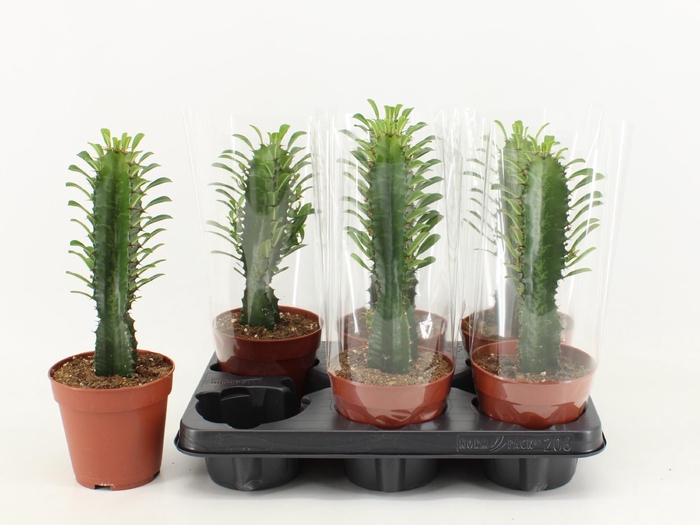 <h4>Euphorbia Trigona Giant</h4>