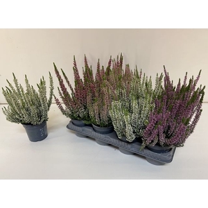 CALLU BL MIX P10