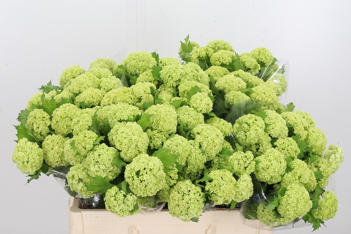 <h4>Viburnum Sneeuwbal 2+ Kop</h4>
