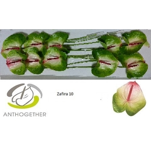 Anthurium Zafira