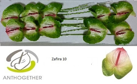 <h4>Anthurium Zafira</h4>