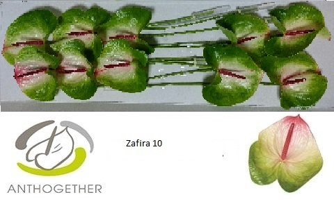 ANTH A ZAFIRA 10