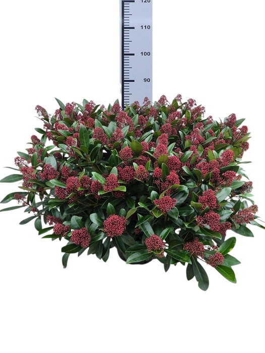 <h4>SKIM J RUBELLA</h4>