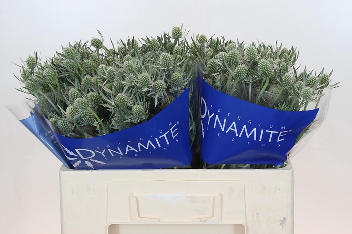 <h4>Eryngium Silver Dynamite</h4>