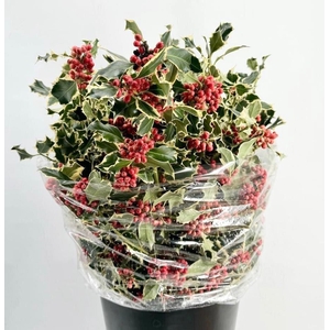 Ilex Variegated Red Berries