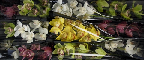 Cymbidium Mix Doos