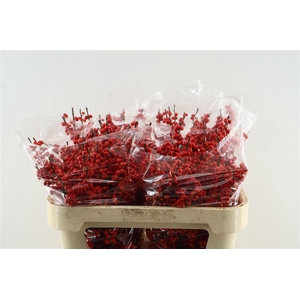 Ilex Ve Rode Bes 70cm