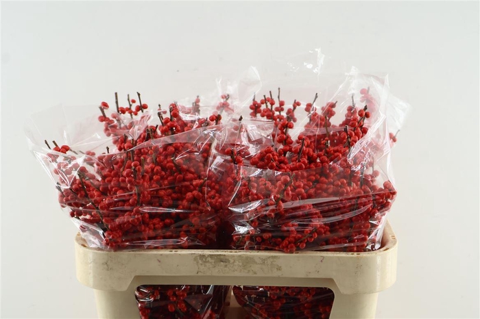 <h4>Ilex Ve Rode Bes 70cm</h4>