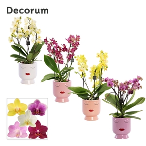 Phalaenopsis dazzling melange 3-4 tak in Dua lipa (Party love-co