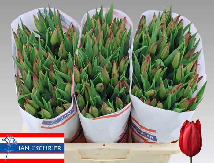 <h4>TU EN STRONG LOVE</h4>