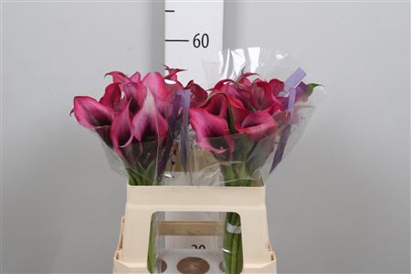 <h4>Zant Dior</h4>