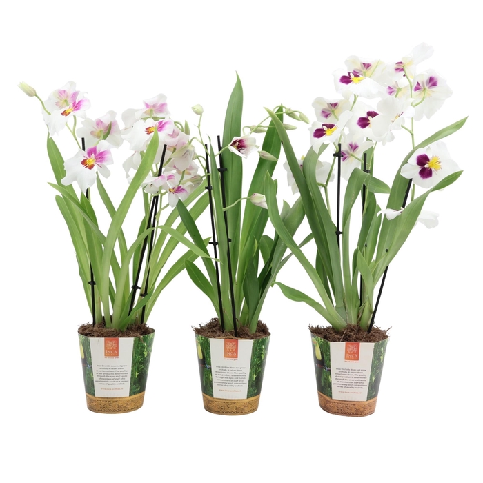 <h4>Inca Miltoniopsis White 3 spike in Jungle cover</h4>
