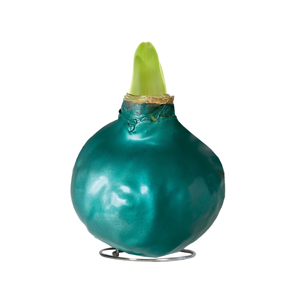 <h4>Amaryllis Touch of Wax Metallic Seagreen 6x1, rode bloem, Tray236</h4>
