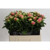 Paeonia Coral Sunset
