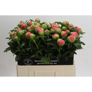 Paeonia Coral Sunset