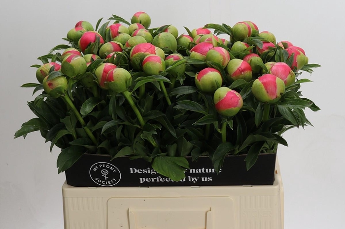<h4>Paeonia Coral Sunset</h4>