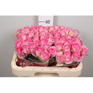 R Gr Avalanche Cand+