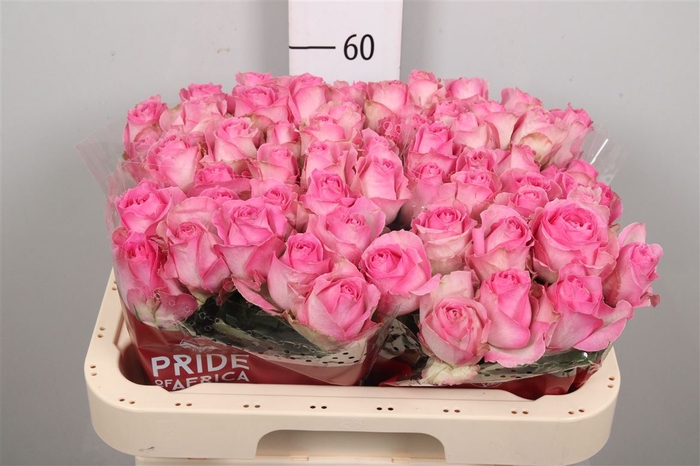 <h4>R Gr Avalanche Cand+</h4>